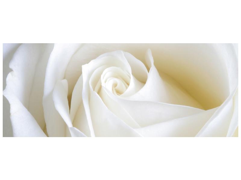 Obraz bílé růže (F000471F10040)