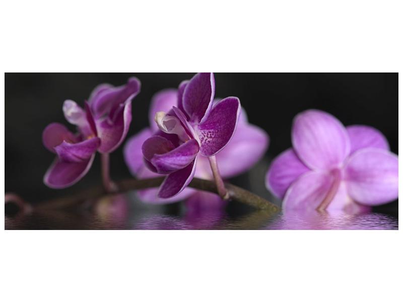 Obraz fialové květiny na hladině (F001231F10040)