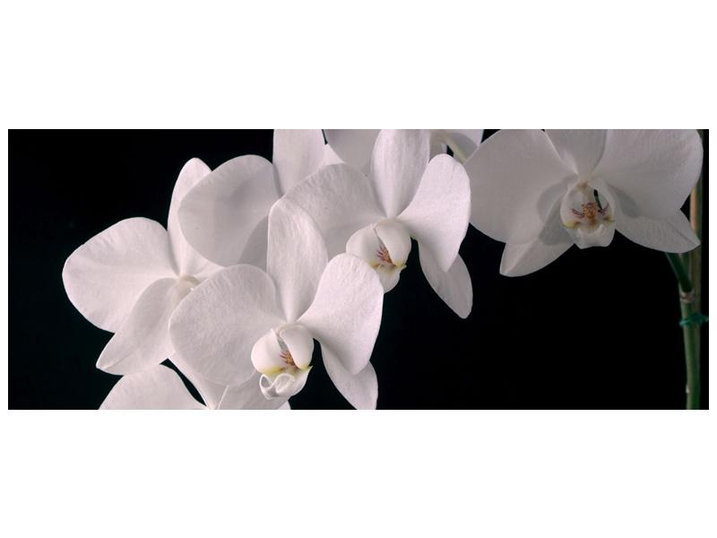 Obraz bílých magnolií (F001513F10040)
