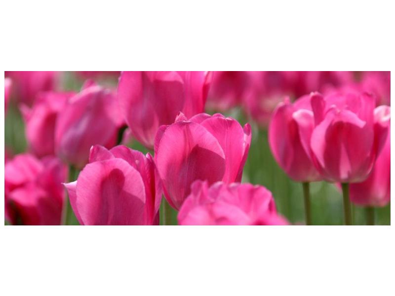 Obraz růžových tulipánů  (F002627F10040)