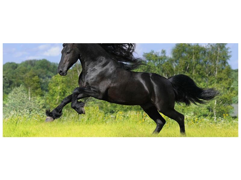 Obraz koně s rozevlátou hřívou  (F002685F10040)