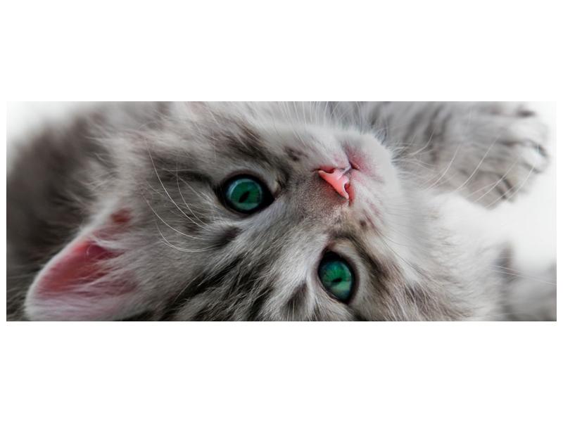 Obraz kočky se zelenýma očima  (F002702F10040)