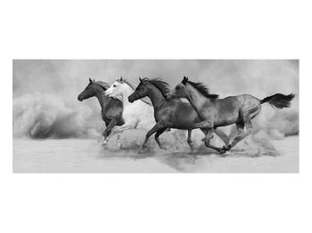 Fekete fehér kép lovakkal