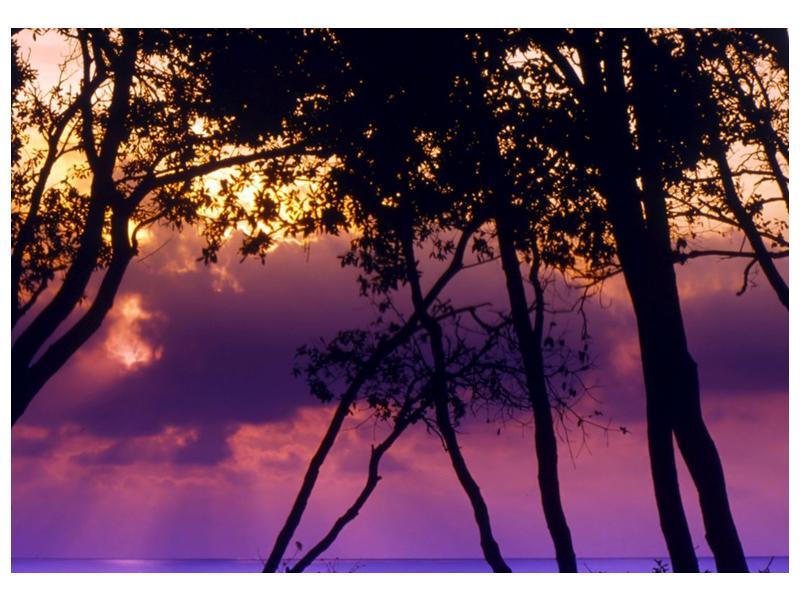 Obraz stromů při západu slunce (F000473F10070)