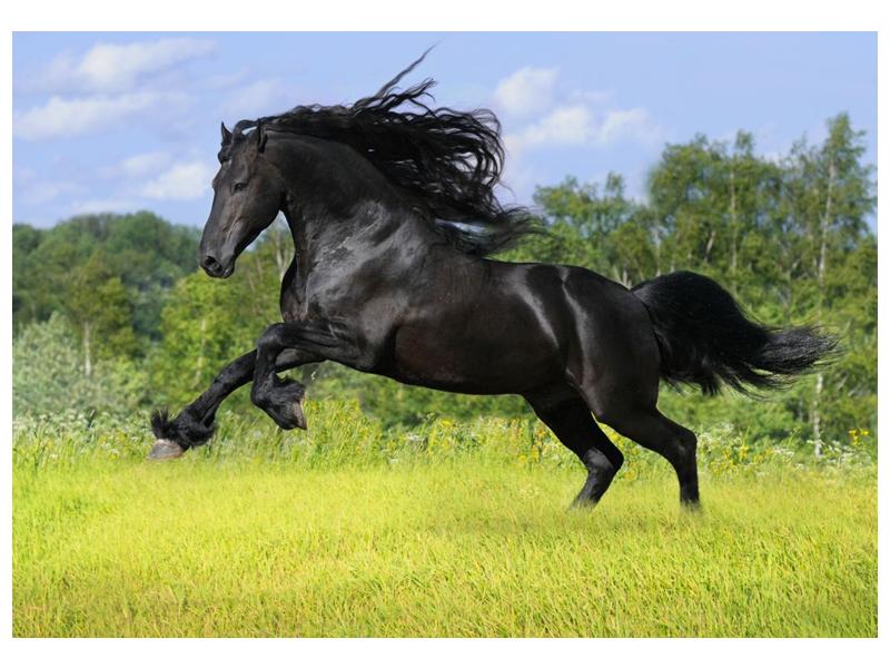 Obraz koně s rozevlátou hřívou  (F002685F10070)