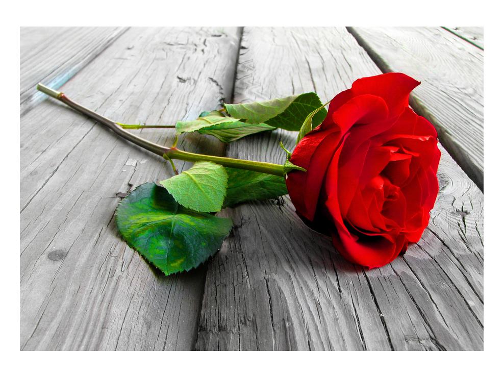Slika rdeče vrtnice