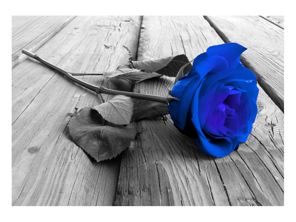 Slika modre vrtnice