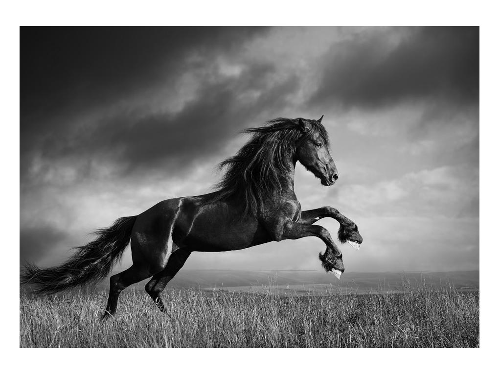 Crno-bijela slika konja
