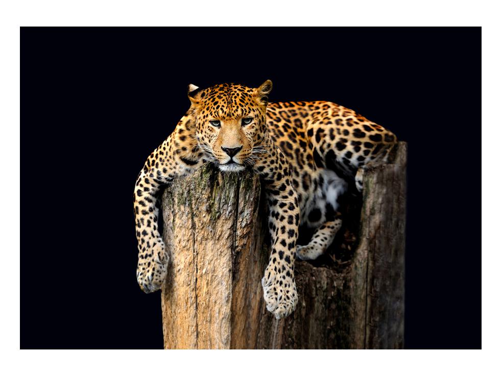 Slika geparda