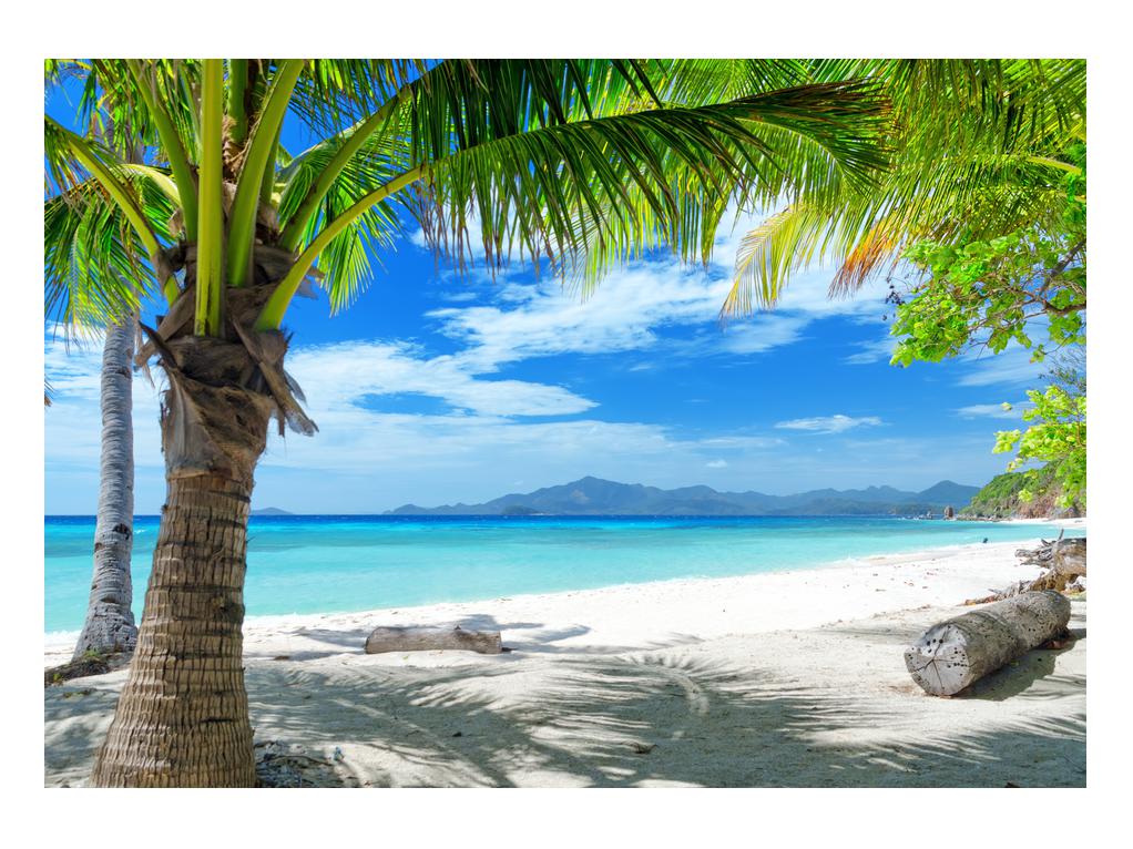 Slika palme i plaže