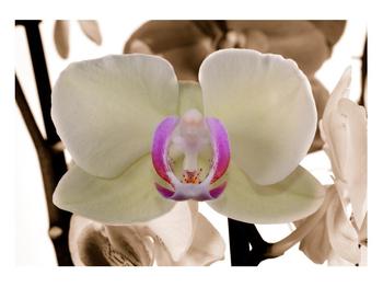 Tabllou cu orhidee
