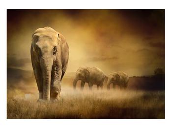 Elefánt képe