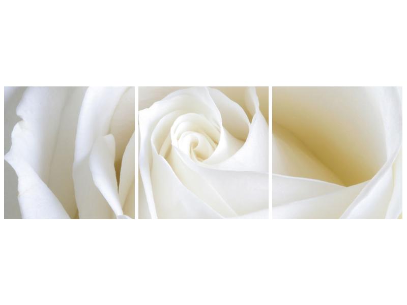 Obraz bílé růže (F000471F12040)