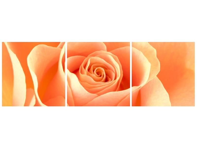 Obraz růže (F000693F12040)