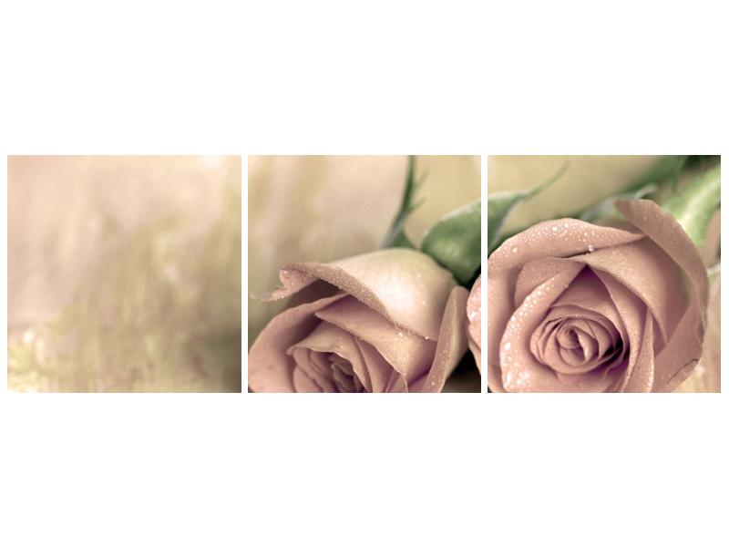 Obraz jemných růží (F001212F12040)