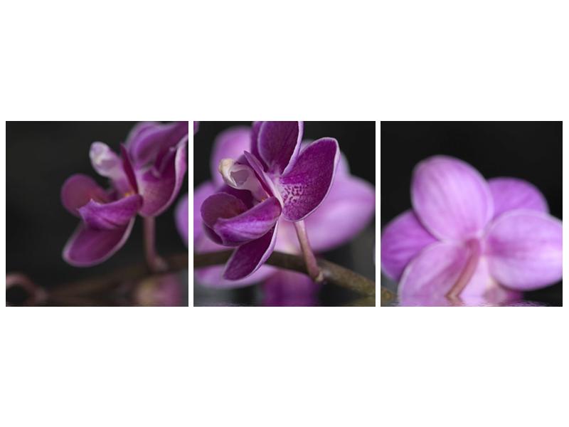 Obraz fialové květiny na hladině (F001231F12040)