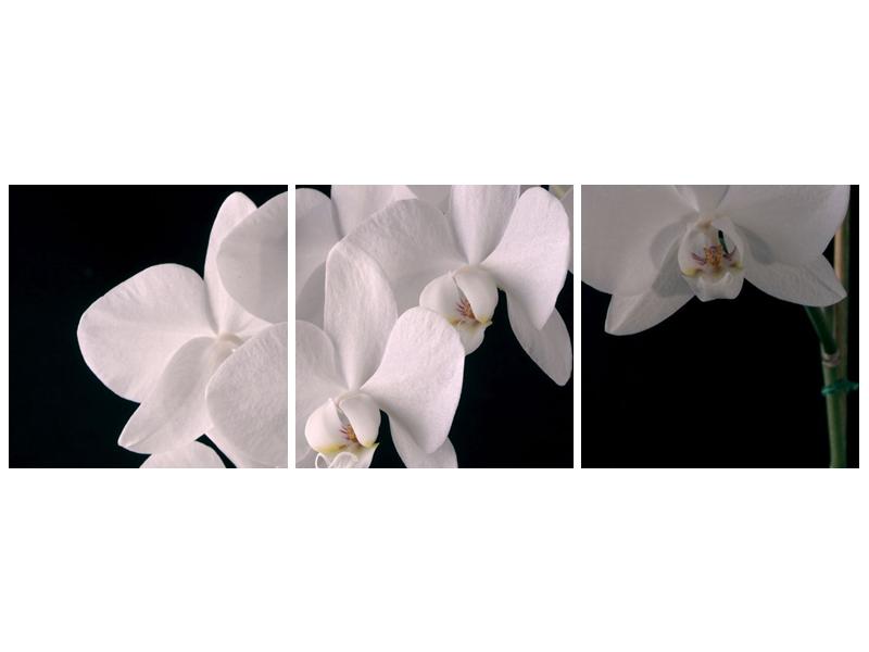 Obraz bílých magnolií (F001513F12040)