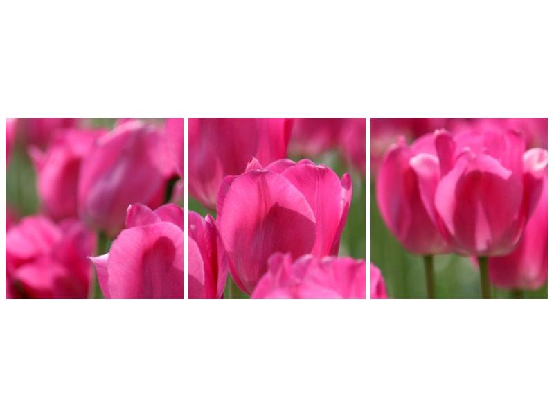 Obraz růžových tulipánů  (F002627F12040)