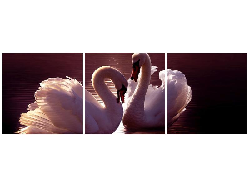 Obraz labutí na jezeře  (F002698F12040)