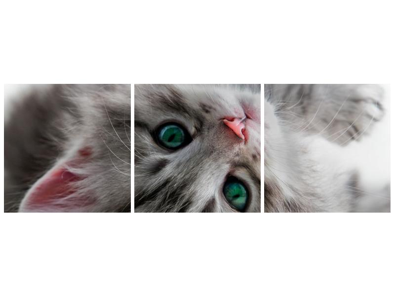 Obraz kočky se zelenýma očima  (F002702F12040)