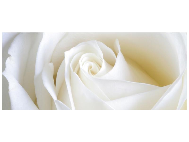 Obraz bílé růže (F000471F12050)