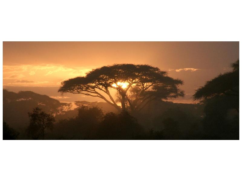 Obraz stromu a západu slunce (F000523F12050)