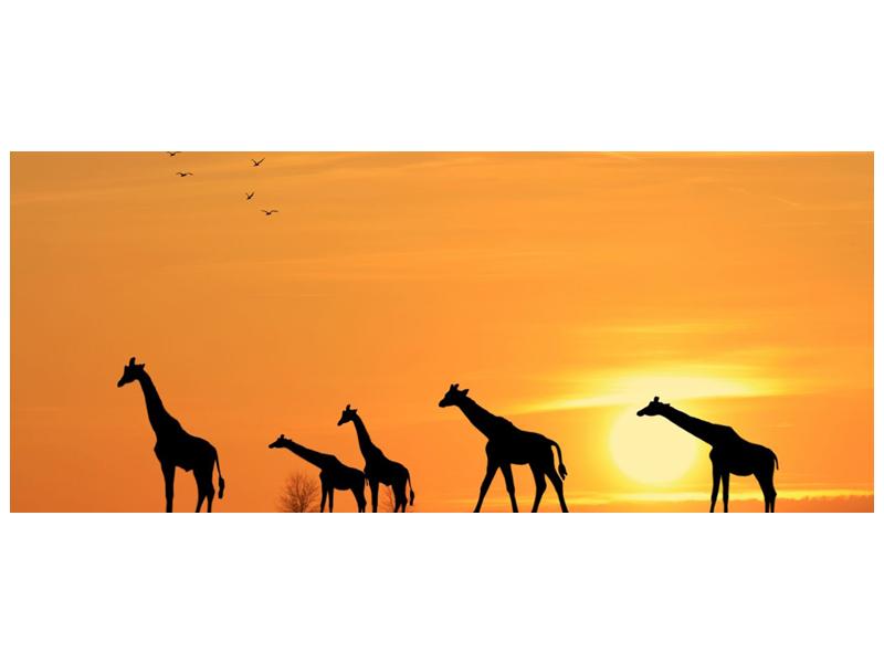 Obraz žiraf v západu slunce (F001074F12050)