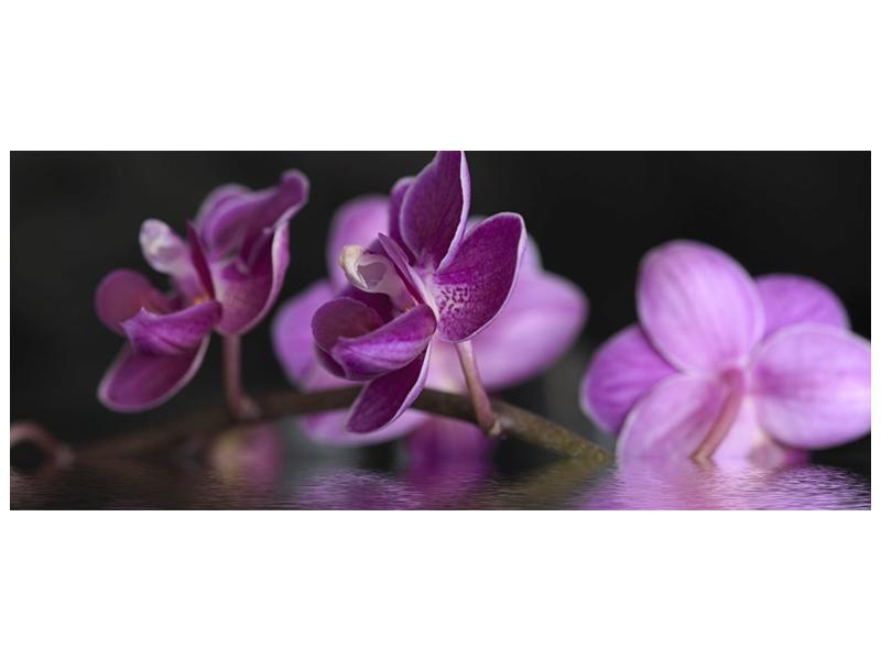 Obraz fialové květiny na hladině (F001231F12050)