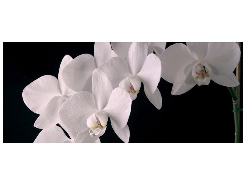 Obraz bílých magnolií (F001513F12050)