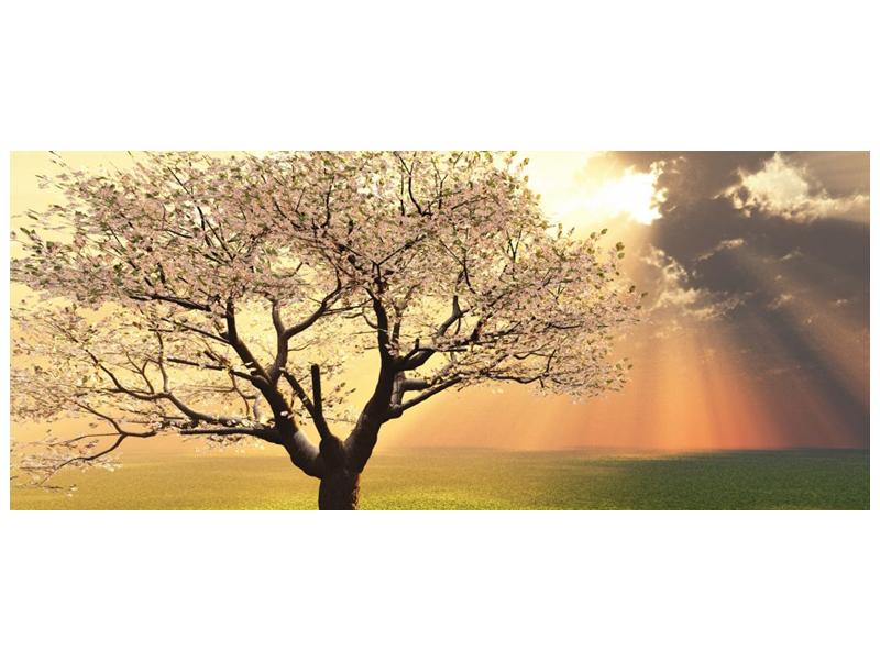 Obraz kvetoucího stromu (F002280F12050)