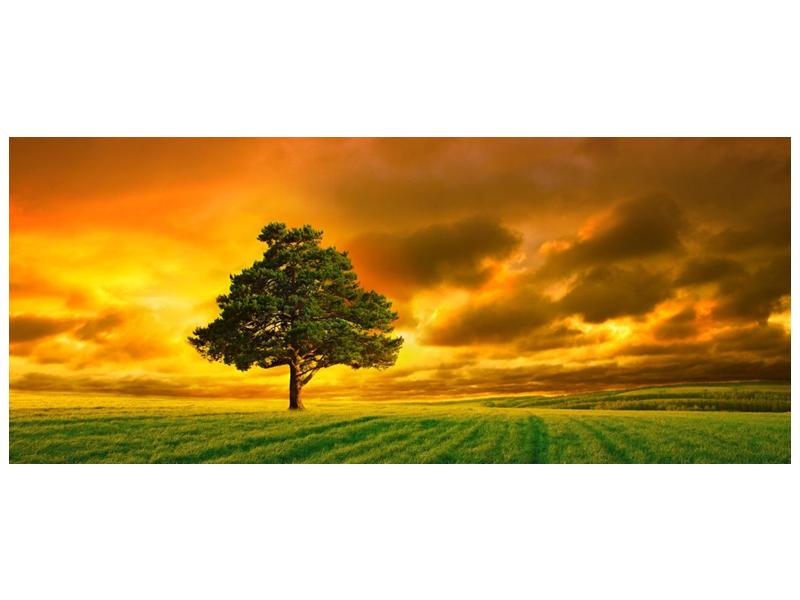 Obraz osamoceného stromu na louce  (F002617F12050)