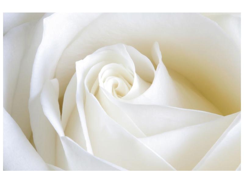 Obraz bílé růže (F000471F12080)