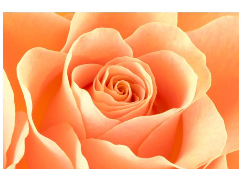 Obraz růže (F000693F12080)