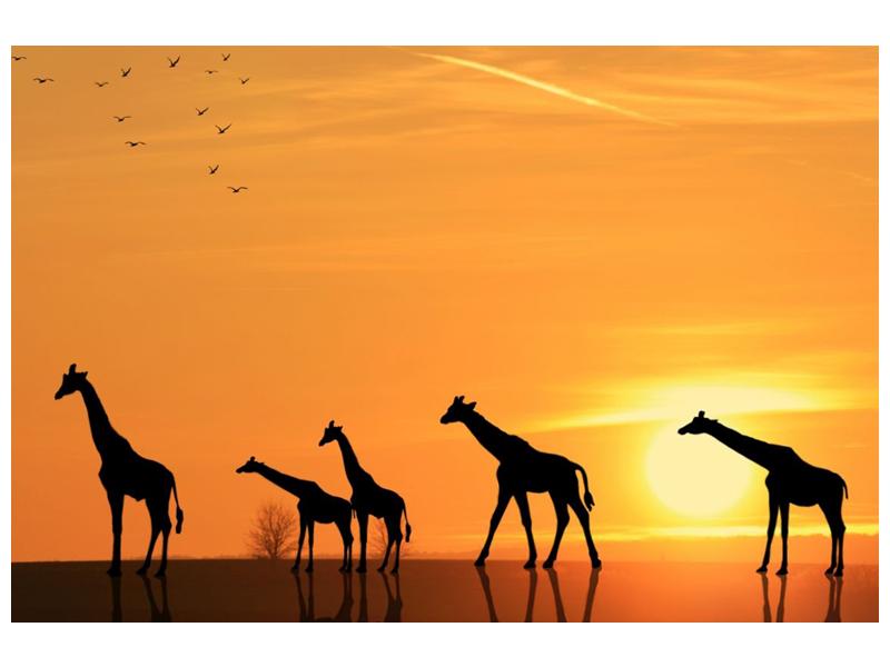 Obraz žiraf v západu slunce (F001074F12080)