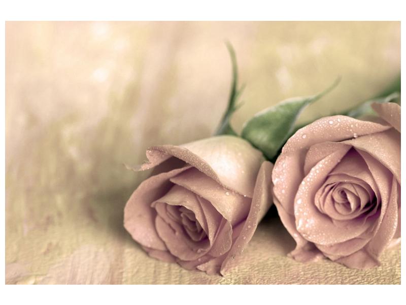 Obraz jemných růží (F001212F12080)