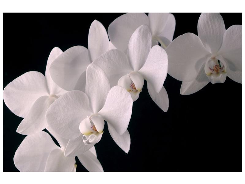 Obraz bílých magnolií (F001513F12080)