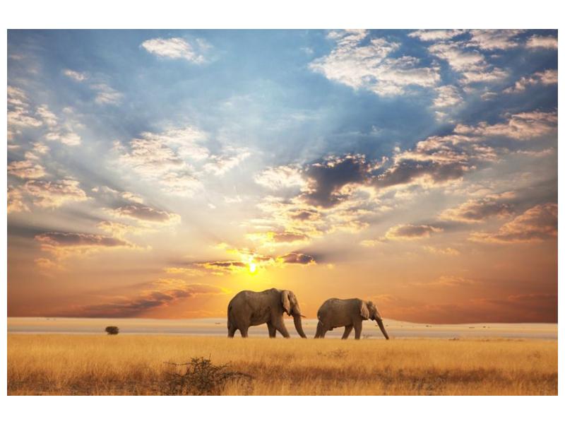 Obraz slonů putujících svanou  (F002703F12080)