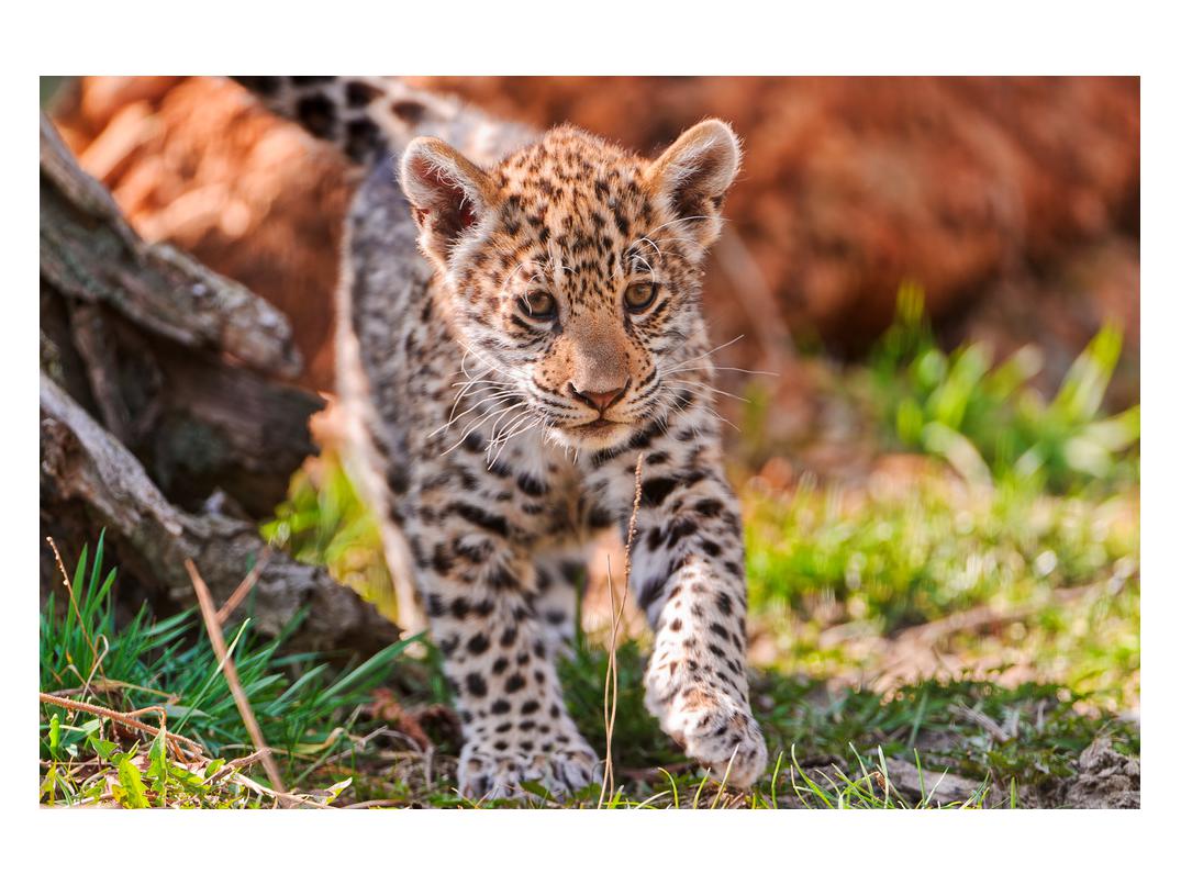 Slika malega geparda