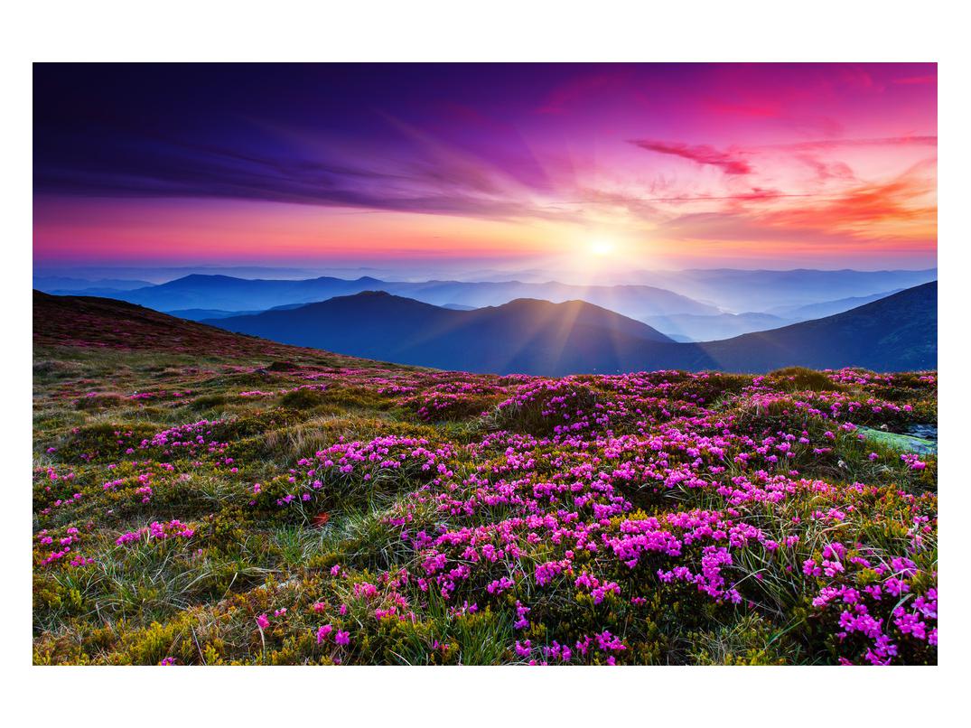 Slika gorske cvetoče pokrajine (K011322K12080)