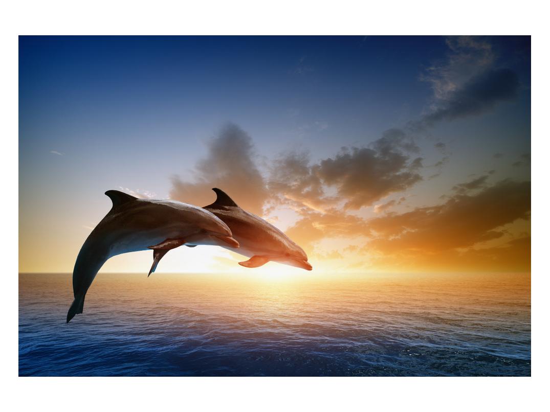 Slika delfinov