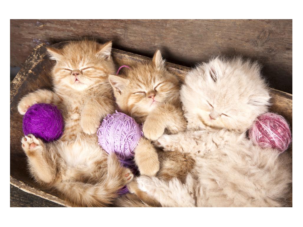 Slika spečih mačic