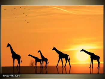 Obraz žiraf v západu slunce