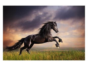 Obraz koní