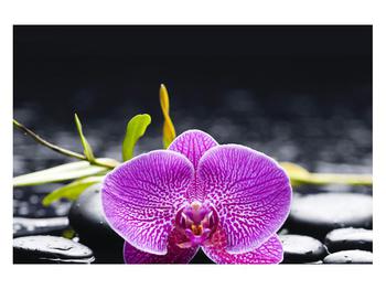 Obraz orchidee