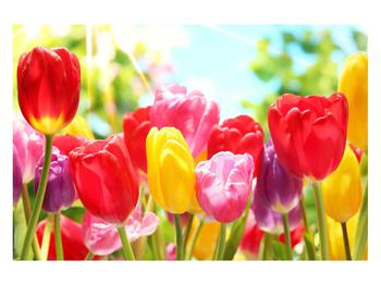 Obraz tulipánů 