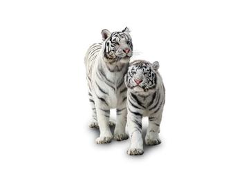 Obraz bieleho tigra