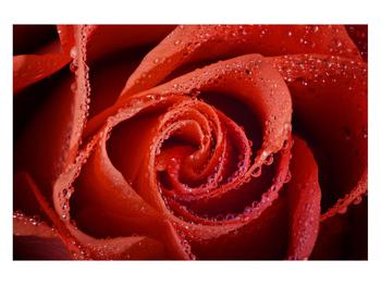 Tablou cu trandafirul roșu