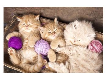 Tablou cu pisicuțe dormind