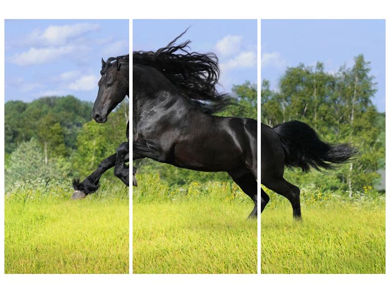 Obraz koně s rozevlátou hřívou  (F002685F120803PCS)