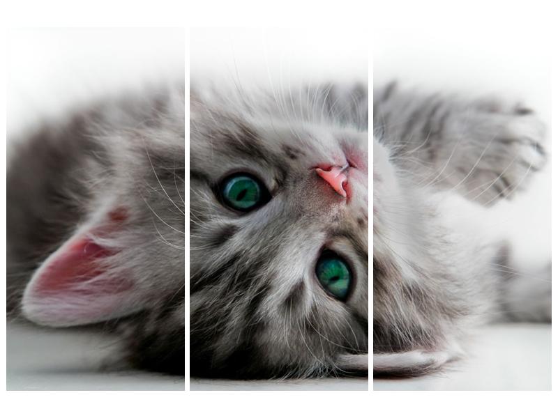 Obraz kočky se zelenýma očima  (F002702F120803PCS)